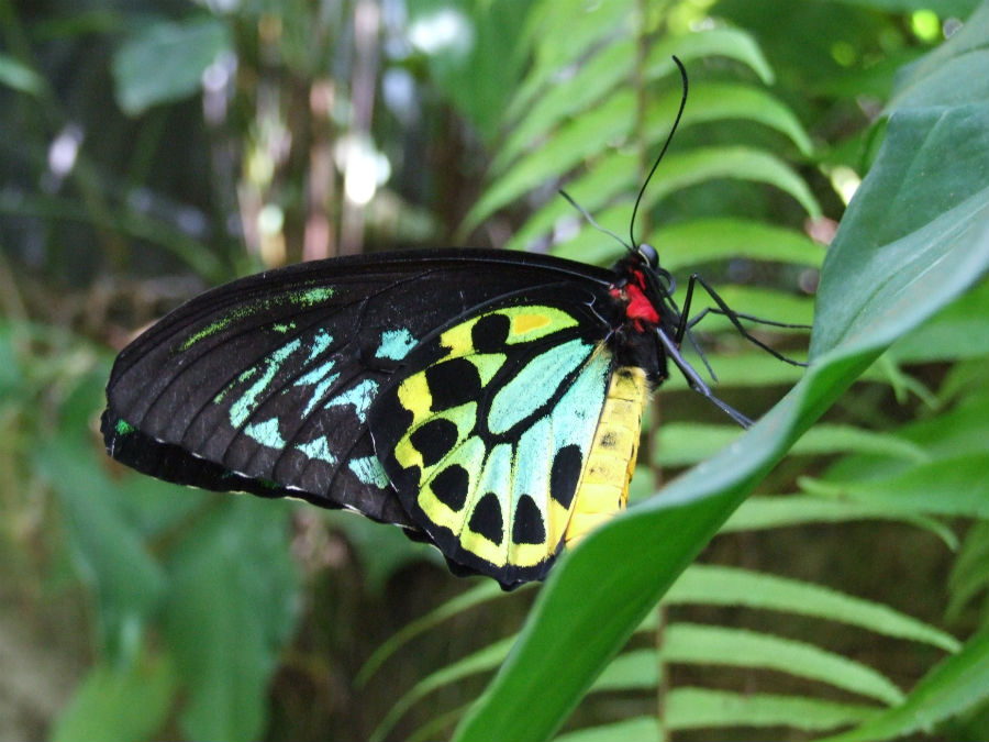 #1 Port Douglas Attraction - Wildlife Habitat - Meet Australian Animals