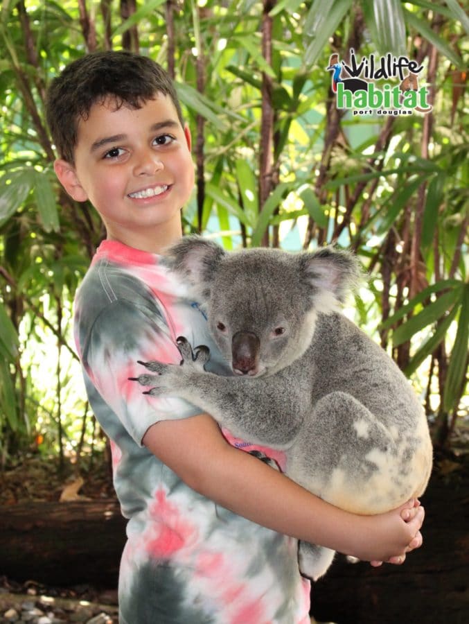 Koala Facts and Koala Photo - Wildlife Habitat