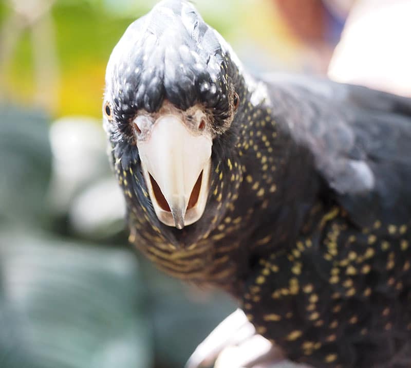 female black cockatoo wildlife habitat port douglas