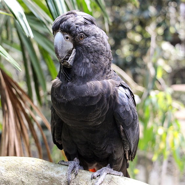 Australian Birds Wildlife Habitat Port Douglas