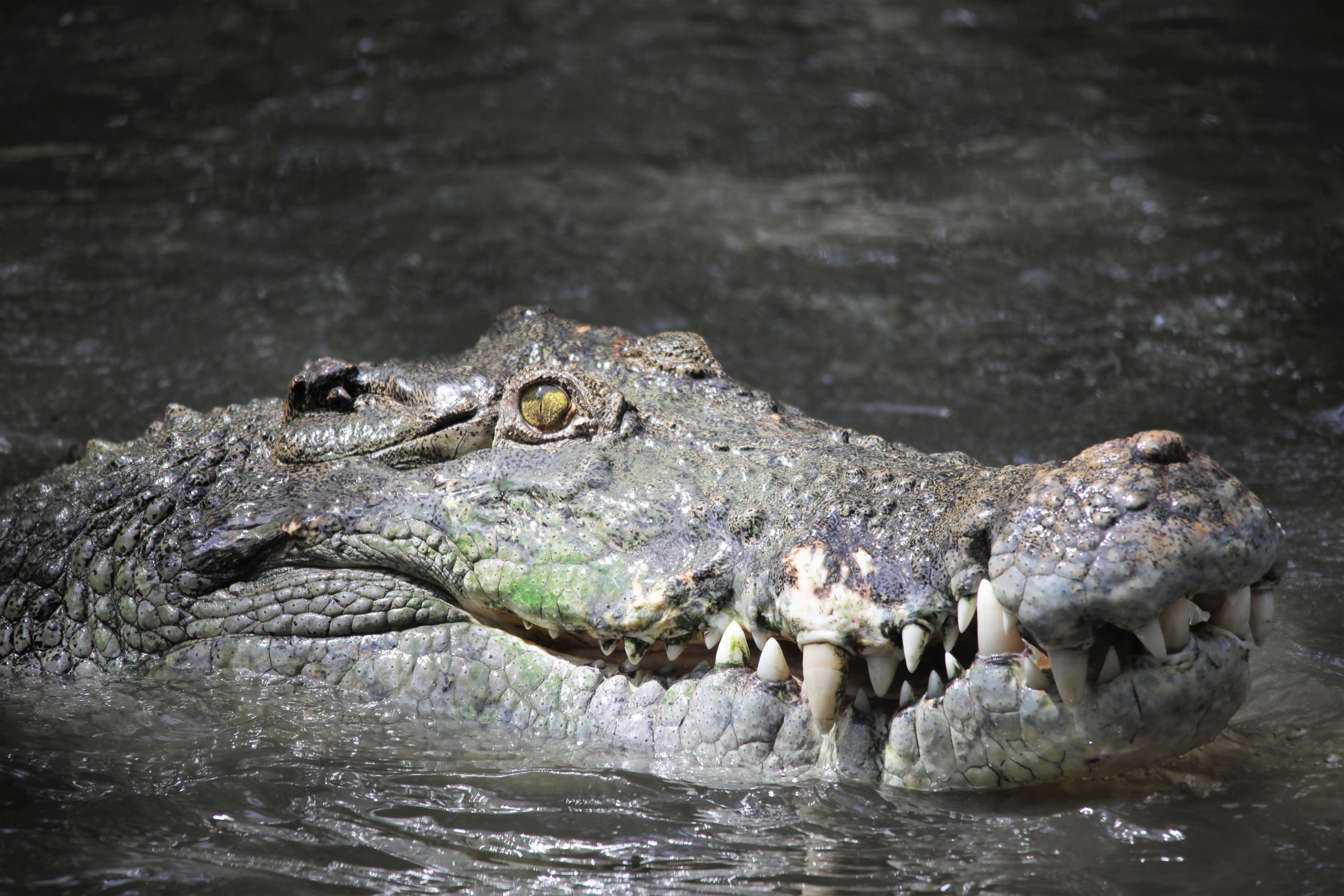 Crocodile- Some Surprising Facts About The Largest Reptile!