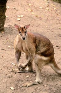 Agile wallaby 