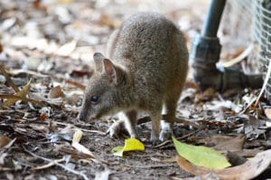 Parma wallaby