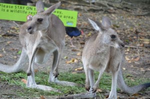 Eastern Grey Kangaroos