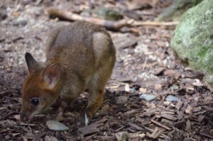 Red-legged pademelon joey