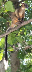 Lumholtz's tree-kangaroo