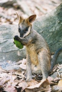 Swamp wallaby joey