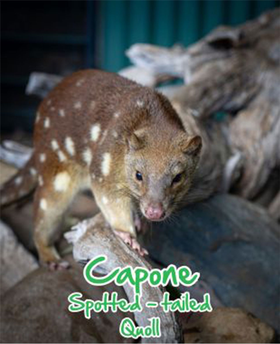 Spotted-Tail Quoll