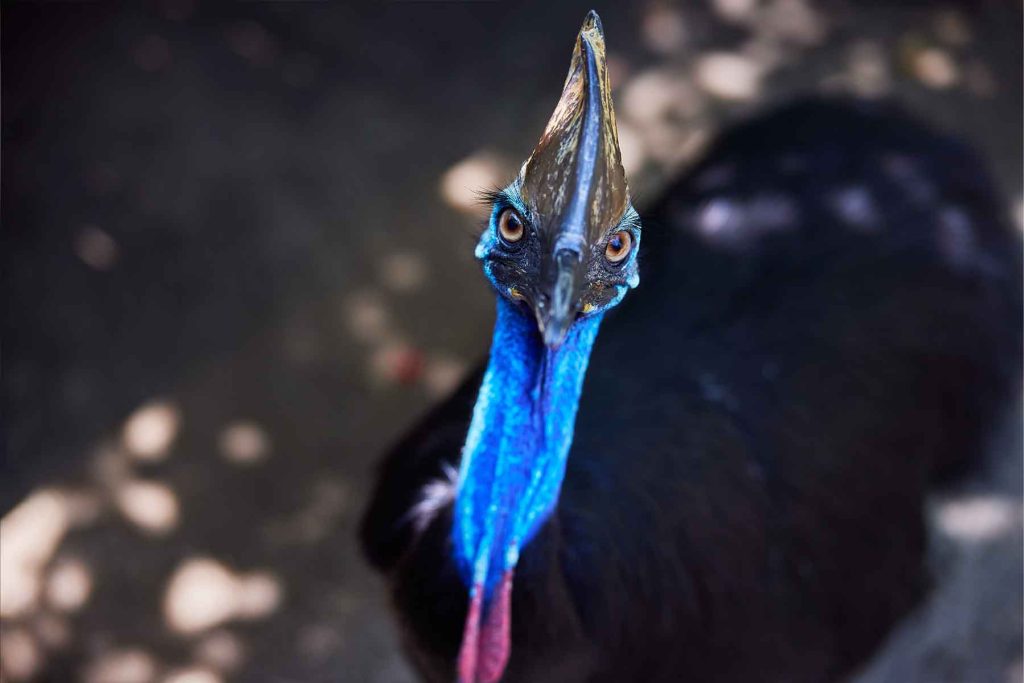 Cassowary