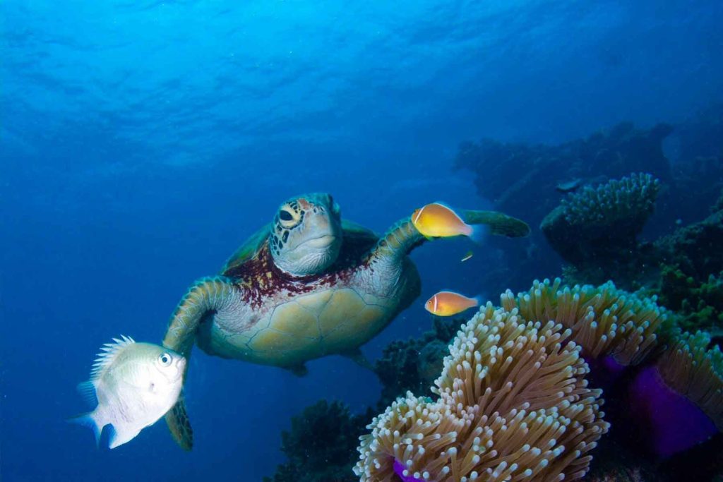 Sea Turtle