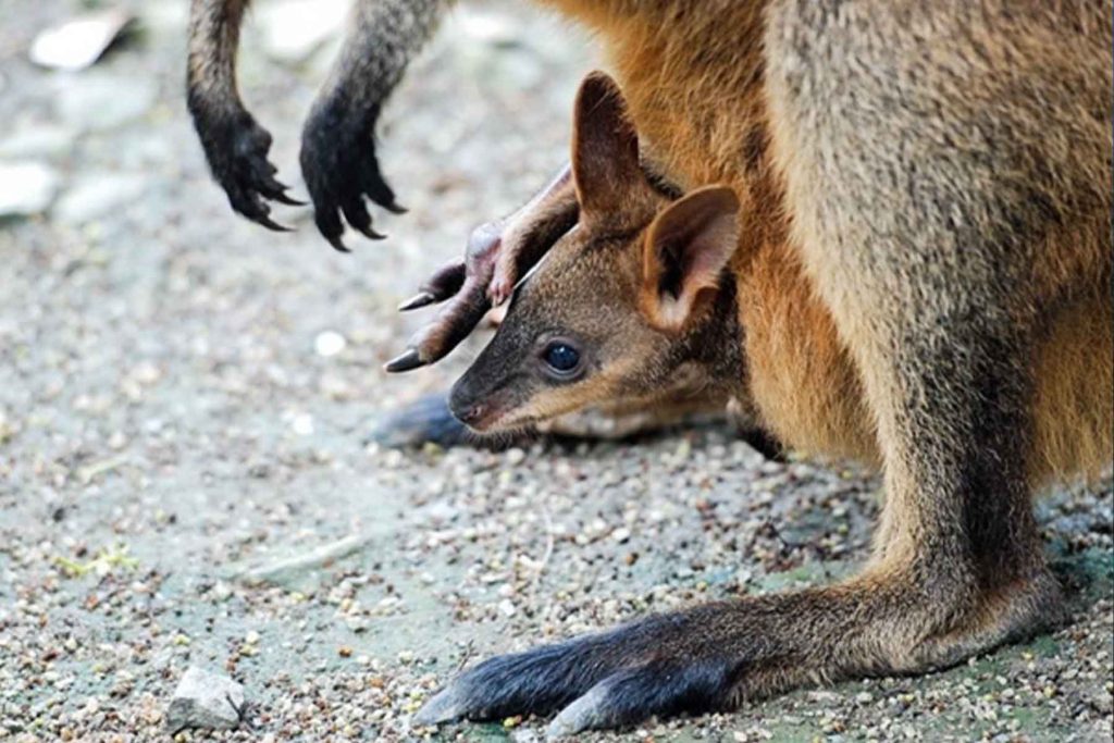 Wallaby