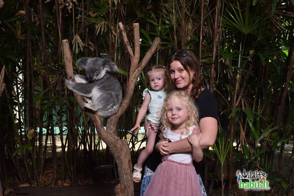 Koala Photo at Wildlife Habitat