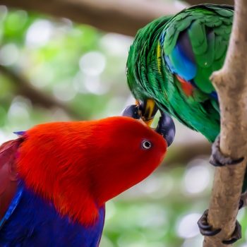 Exotic Birds