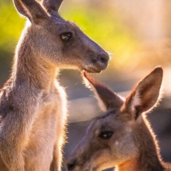 Kangaroos