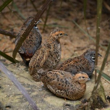 King-Quails