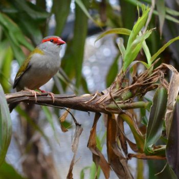 Red-browed finch