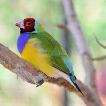 gouldian-finch-wildlife-habitat-port-douglas