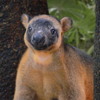 Lumholtz Tree Kangaroo