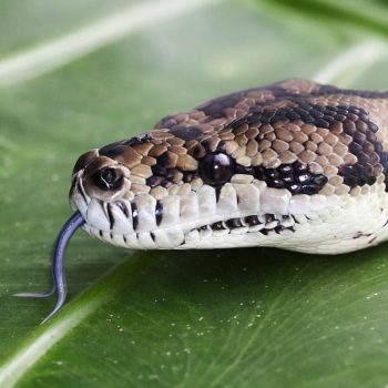 north-queensland-reptile-experience-port-douglas-wildlife-habitat