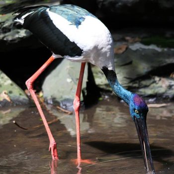 wetlands-feeding-tour-wildlife-habitat-port-douglas